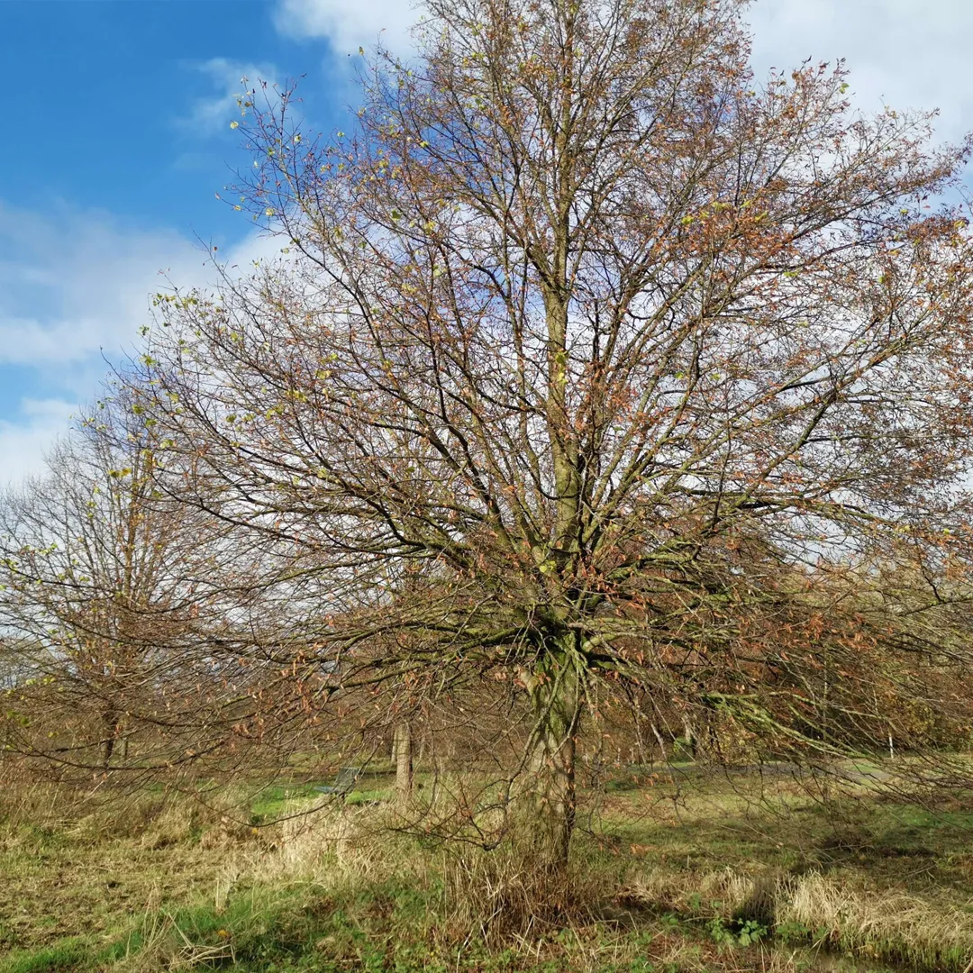 Lindenherfst1-scaled-1080×1080