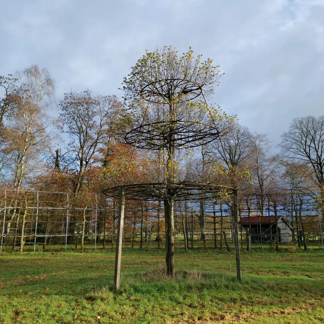 Pyramidelinde1-scaled-1080×1080