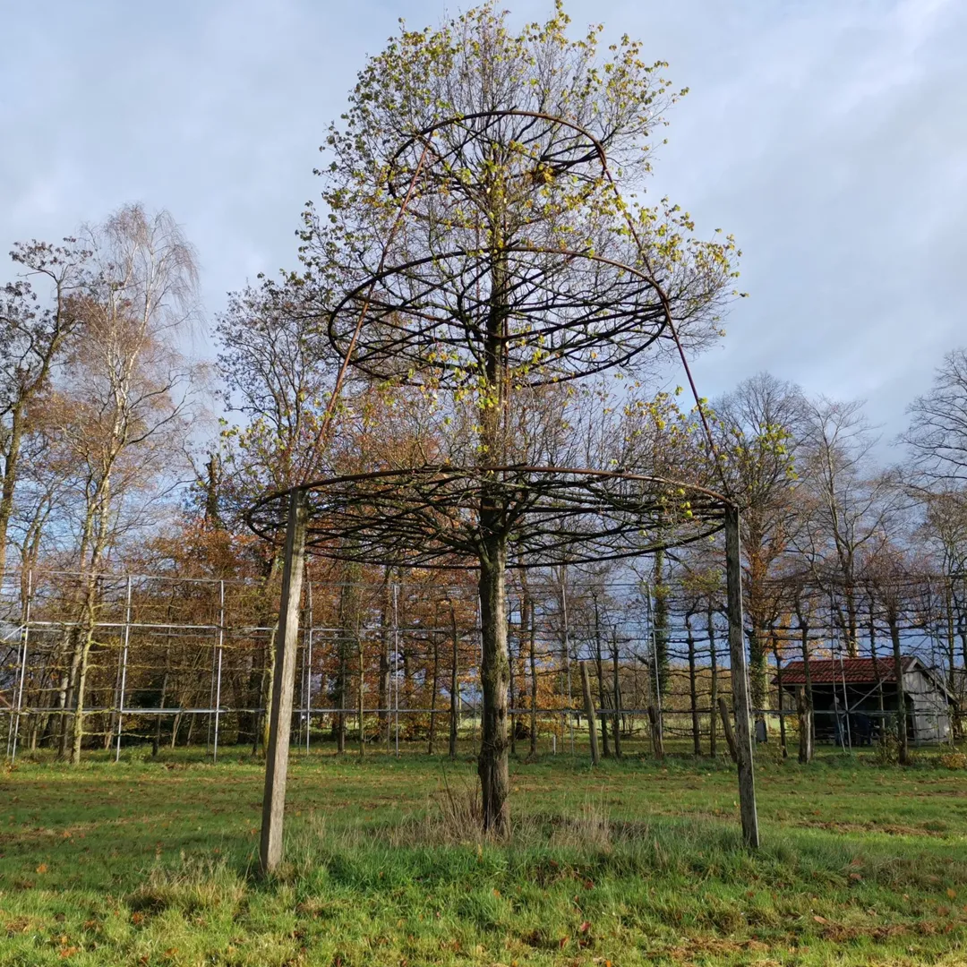 Pyramidelinde2-scaled-1080×1080